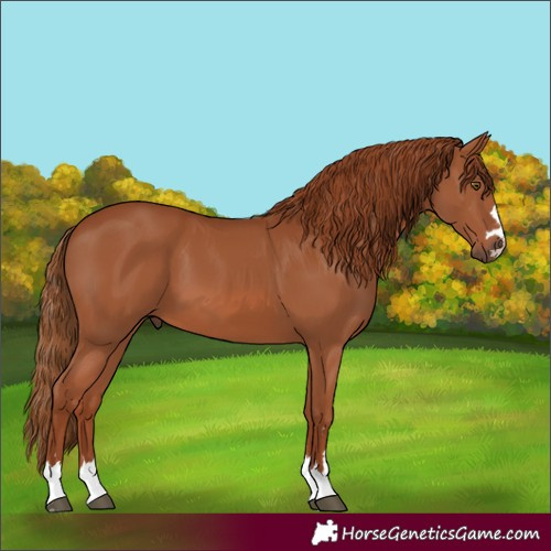 Horse Color:Chestnut 
