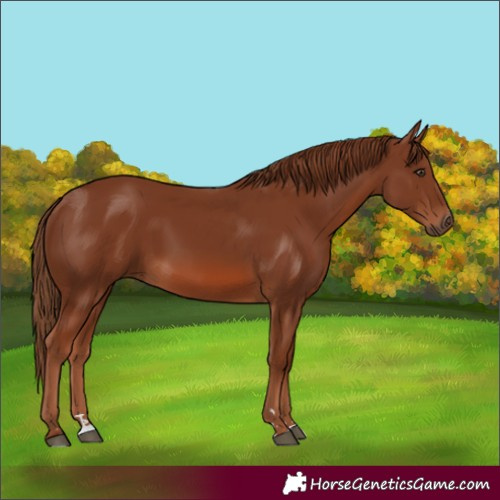 Horse Color:Chestnut 