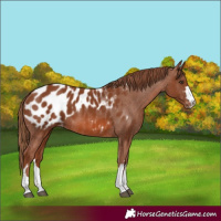 Horse Color:Chestnut Appaloosa 