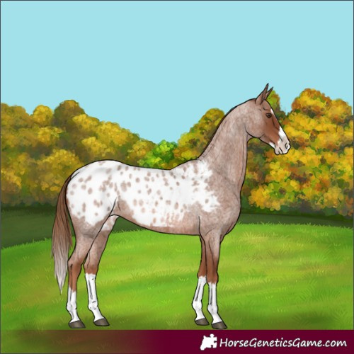 Horse Color:Red Roan Splash Blanket