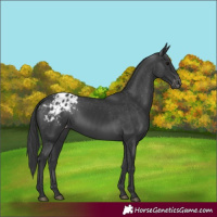 Horse Color:Black Appaloosa Rabicano