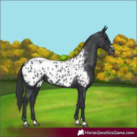 Horse Color:Black Appaloosa 