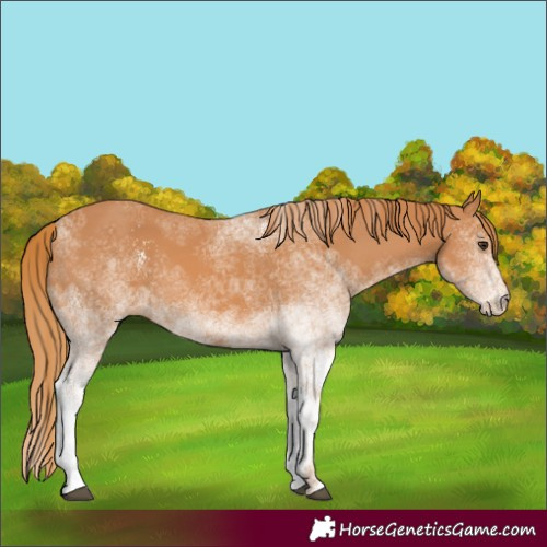 Horse Color:White Spotted Chestnut 