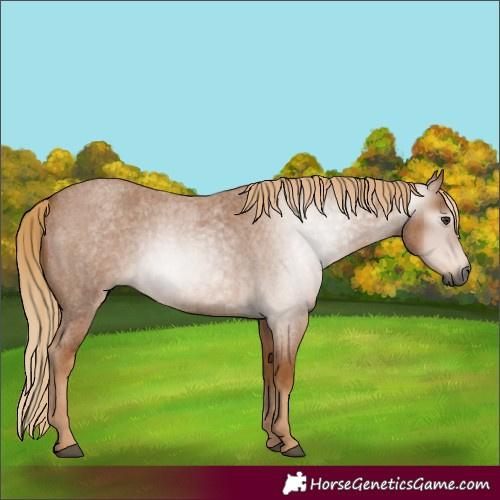 Horse Color:Gray Red Roan 