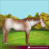 Horse Color:Gray Chestnut