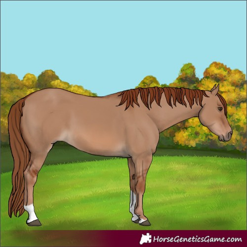 Horse Color:Red Dun Tobiano 