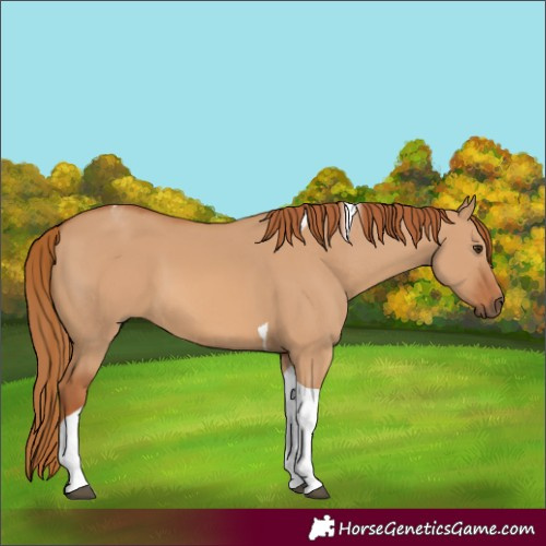 Horse Color:Red Dun Tobiano 