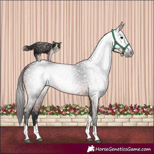 Horse Color:Gray Bay Splash Tobiano 