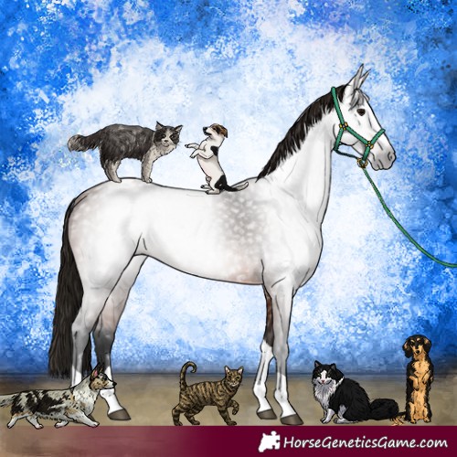 Horse Color:Gray Bay Splash Tobiano 
