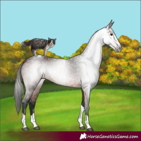 Horse Color:Gray Bay Splash Tobiano