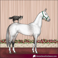 Horse Color:Gray Bay Splash Tobiano 