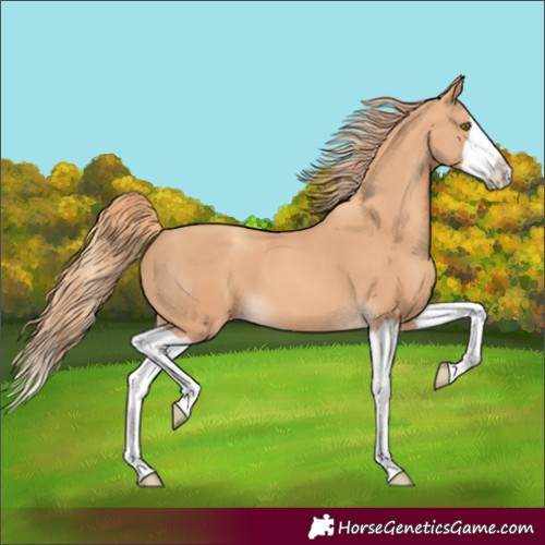 Horse Color:Gold Champagne Splash