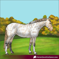 Horse Color:Buckskin Roan Dun Tobiano Appaloosa