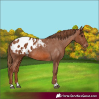 Horse Color:Chestnut Appaloosa 