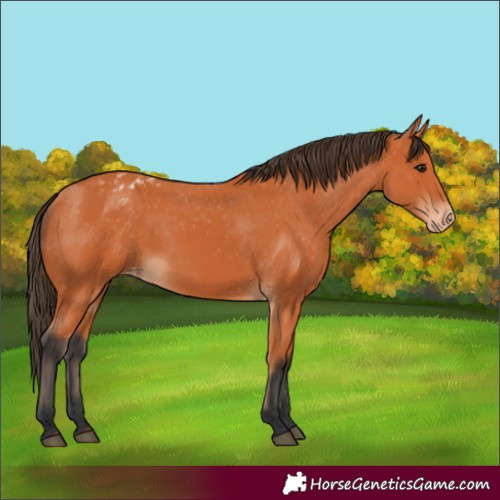 Horse Color:Bay Varnish 