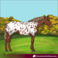 Horse Color:Chestnut Near Leopard 