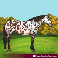 Horse Color:Gray Bay Appaloosa 