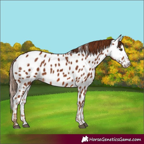 Horse Color:Chestnut Near Leopard 