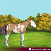 Horse Color:Gray Painted Red Dun Sabino Splash Rabicano 