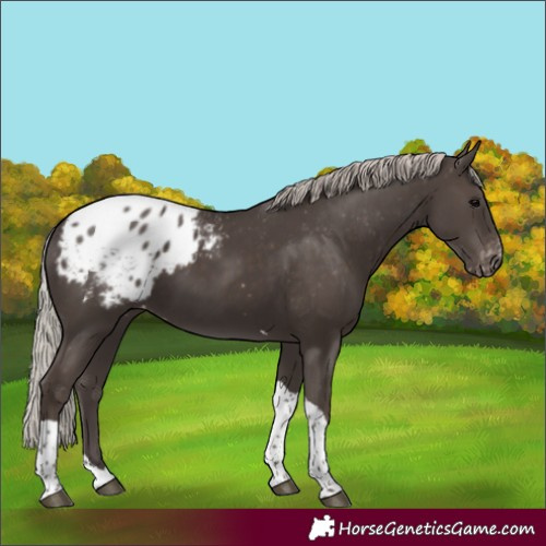 Horse Color:Silver Black Tobiano Blanket 