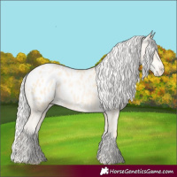 Horse Color:Silver Buckskin Pearl Appaloosa 