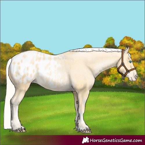 Horse Color:Palomino Pearl Appaloosa
