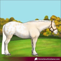 Horse Color:Palomino Pearl Appaloosa 