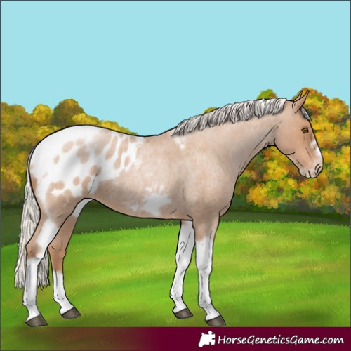 Horse Color:Silver Blue Roan Pearl Tobiano Frame Appaloosa 