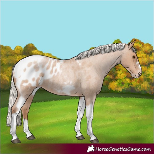 Horse Color:Silver Blue Roan Pearl Tobiano Frame Appaloosa 