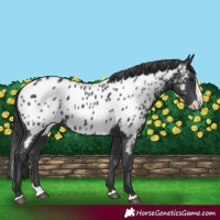 Horse Color:Black Splash Near Leopard 