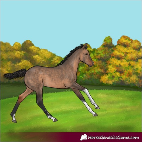 Horse Color:Brown Dun Tobiano 