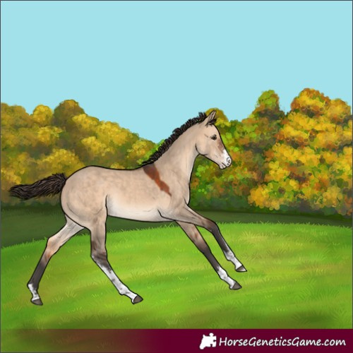 Horse Color:Bay Dun Sabino Varnish 