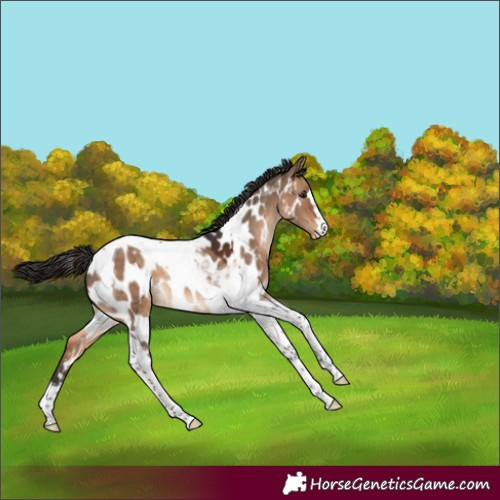 Horse Color:Brown Dun Tobiano Near Leopard 