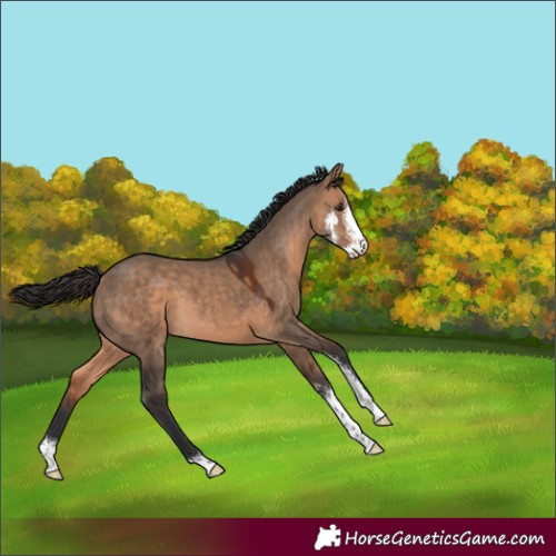 Horse Color:Bay Dun Sabino 