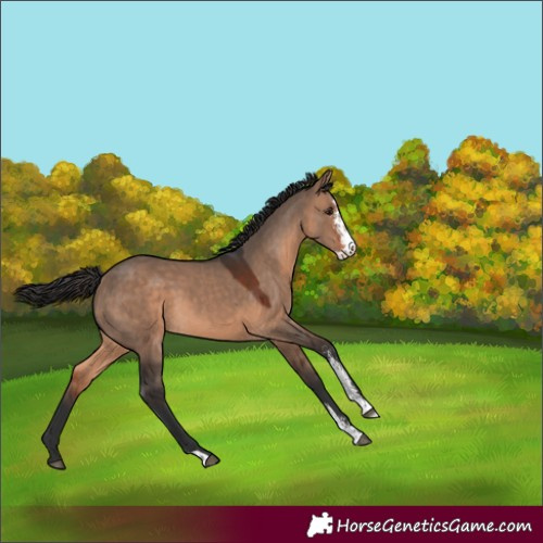 Horse Color:Brown Dun Sabino 