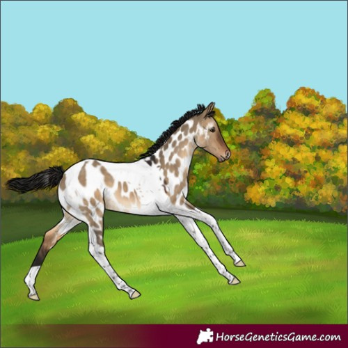 Horse Color:Gray Bay Dun Tobiano Near Leopard 