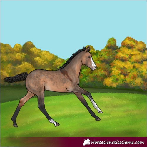 Horse Color:Brown Dun Sabino 