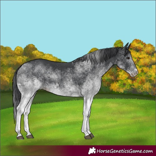 Horse Color:White Spotted Black 