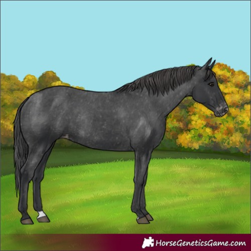 Horse Color:Black Varnish Rabicano 