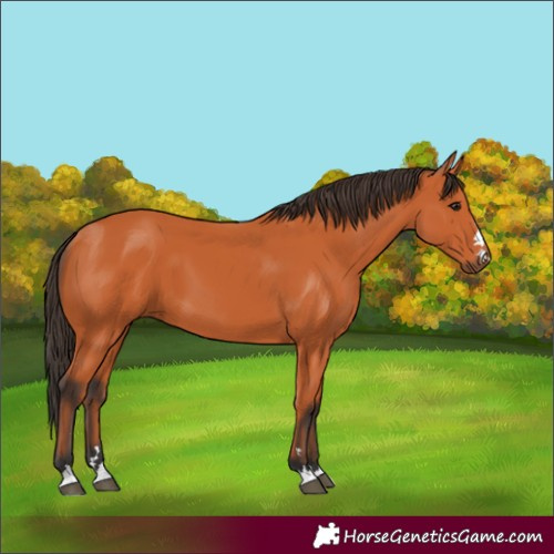 Horse Color:Bay 