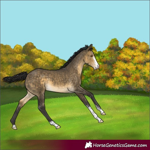 Horse Color:Buckskin Dun Sabino 