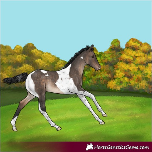 Horse Color:Brown Dun Tobiano Varnish Rabicano 