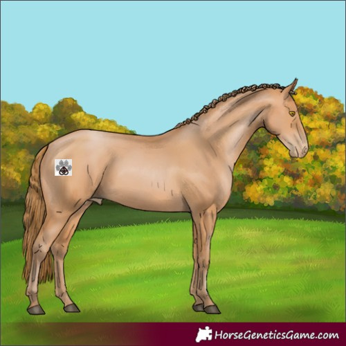 Horse Color:Bay Pearl 