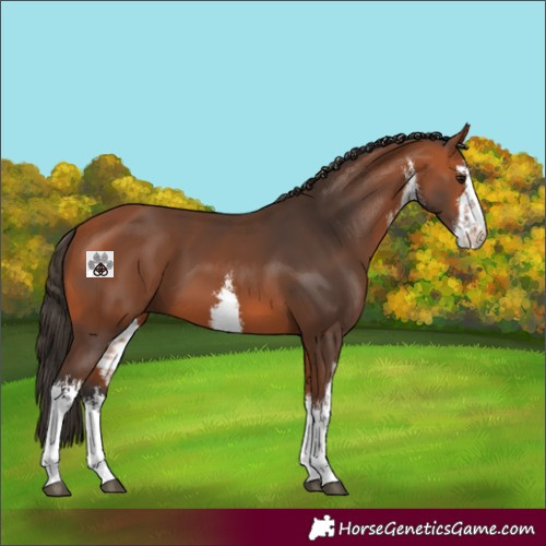 Horse Color:White Spotted Bay 