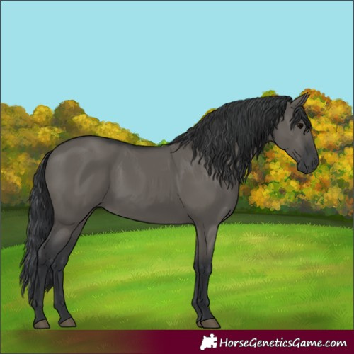 Horse Color:Grullo 