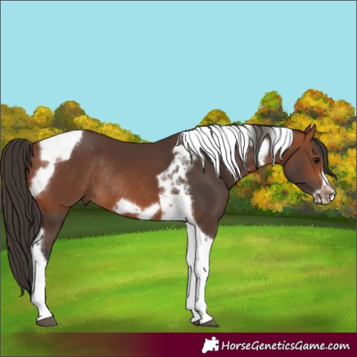 Horse Color:Bay Tobiano Frame Rabicano 