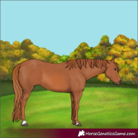Horse Color:Chestnut 