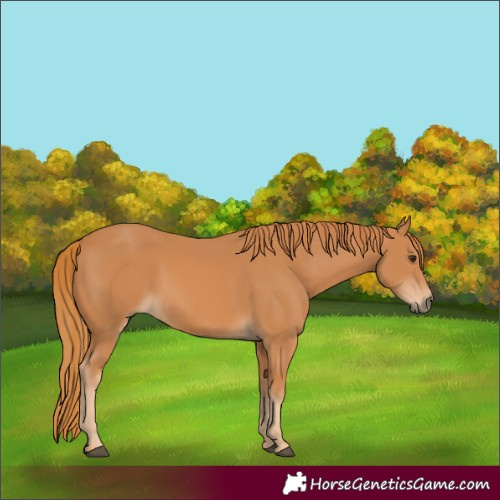 Horse Color:Chestnut 