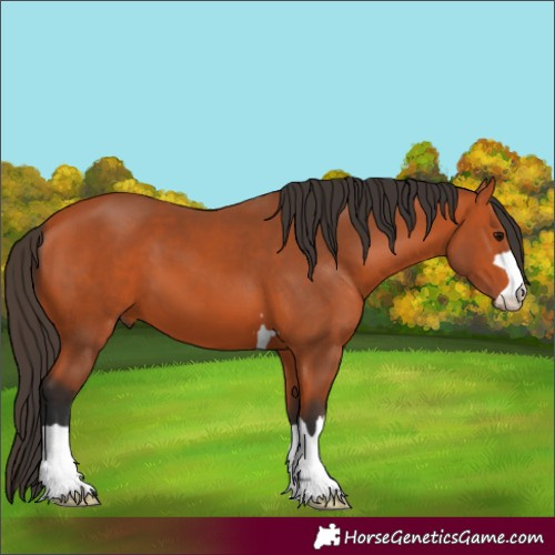 Horse Color:Bay 