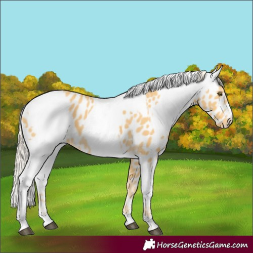Horse Color:Palomino Near Leopard  and White Spotted Palomino Near Leopard 